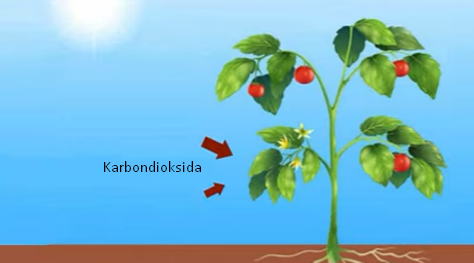 Untuk cahaya matahari dapat menggunakan tumbuhan energi makanannya tumbuhan sendiri membuat Proses Pembuatan