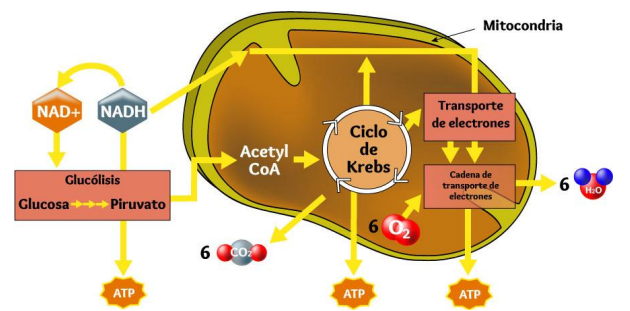 Prinsip kerja transformasi energi pada mitokondria