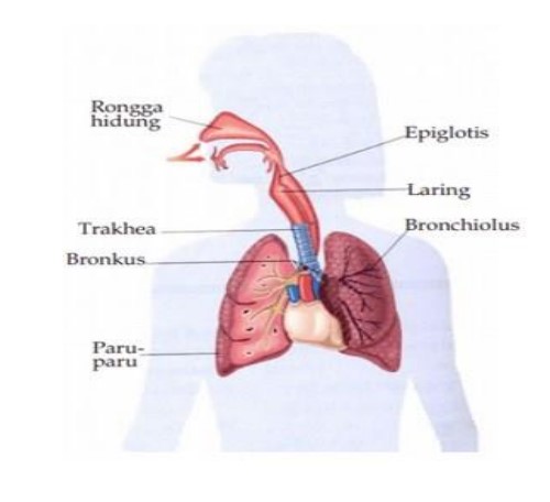 Sistem Pernafasan pada Manusia: Pengertian, Fungsi, Organ, Mekanisme & Ganguan