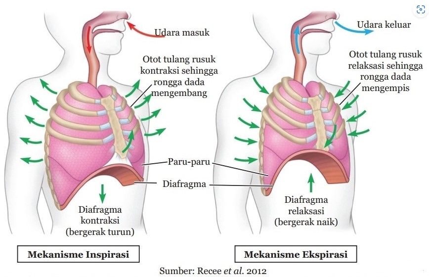 Sistem Pernafasan pada Manusia: Pengertian, Fungsi, Organ, Mekanisme & Ganguan