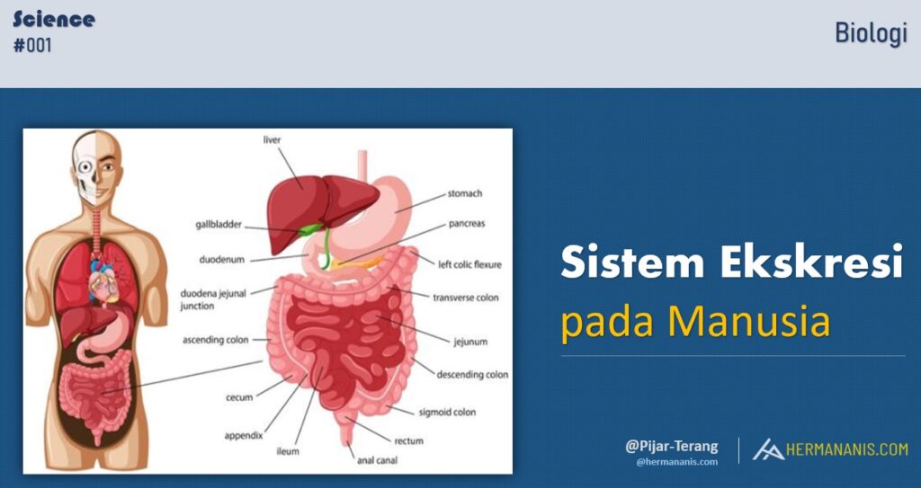 Sistem Ekskresi Pada Manusia - Biologi