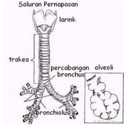 Struktur Trakea dalam Sistem Pernafasan pada Manusia