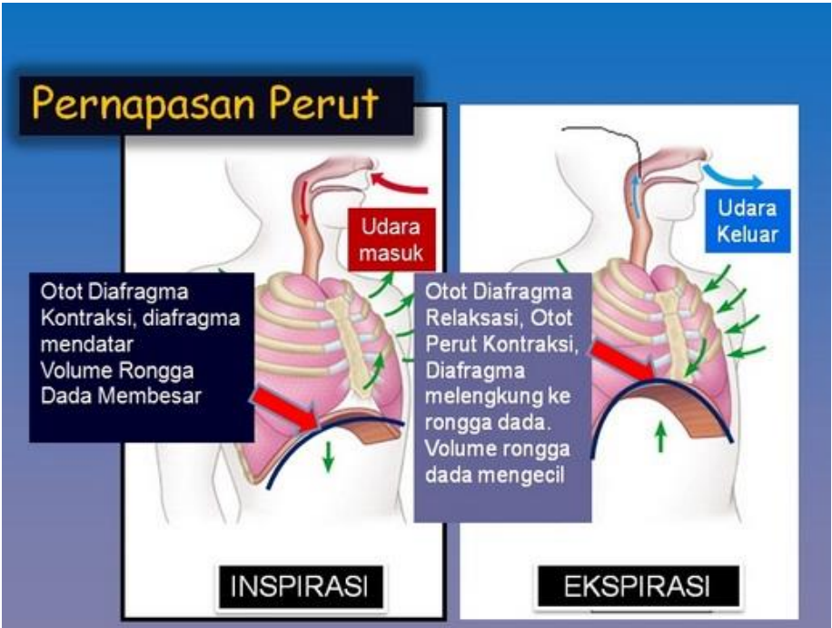 Gambar 11. Sistem pernafasan perut pada manusia