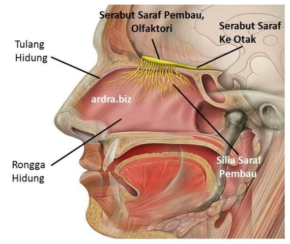 Struktur Hidung dalam Sistem Pernafasan pada Manusia