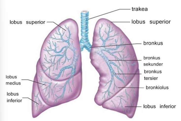 Struktur Paru-paru dalam Sistem Pernafasan pada Manusia