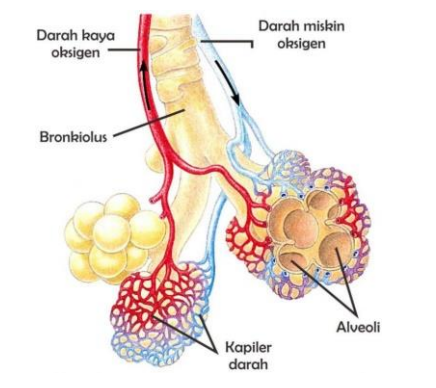 Struktur Alveolus dalam Sistem Pernafasan pada Manusia