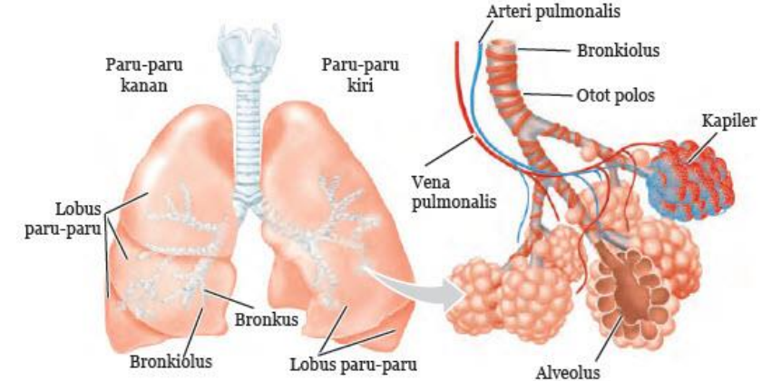 Struktur Bronki/Bronchus dalam Sistem Pernafasan pada Manusia